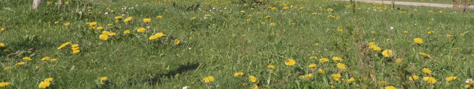 Löwenzahn auf Wiese © Dienstleistungszentren Ländlicher Raum